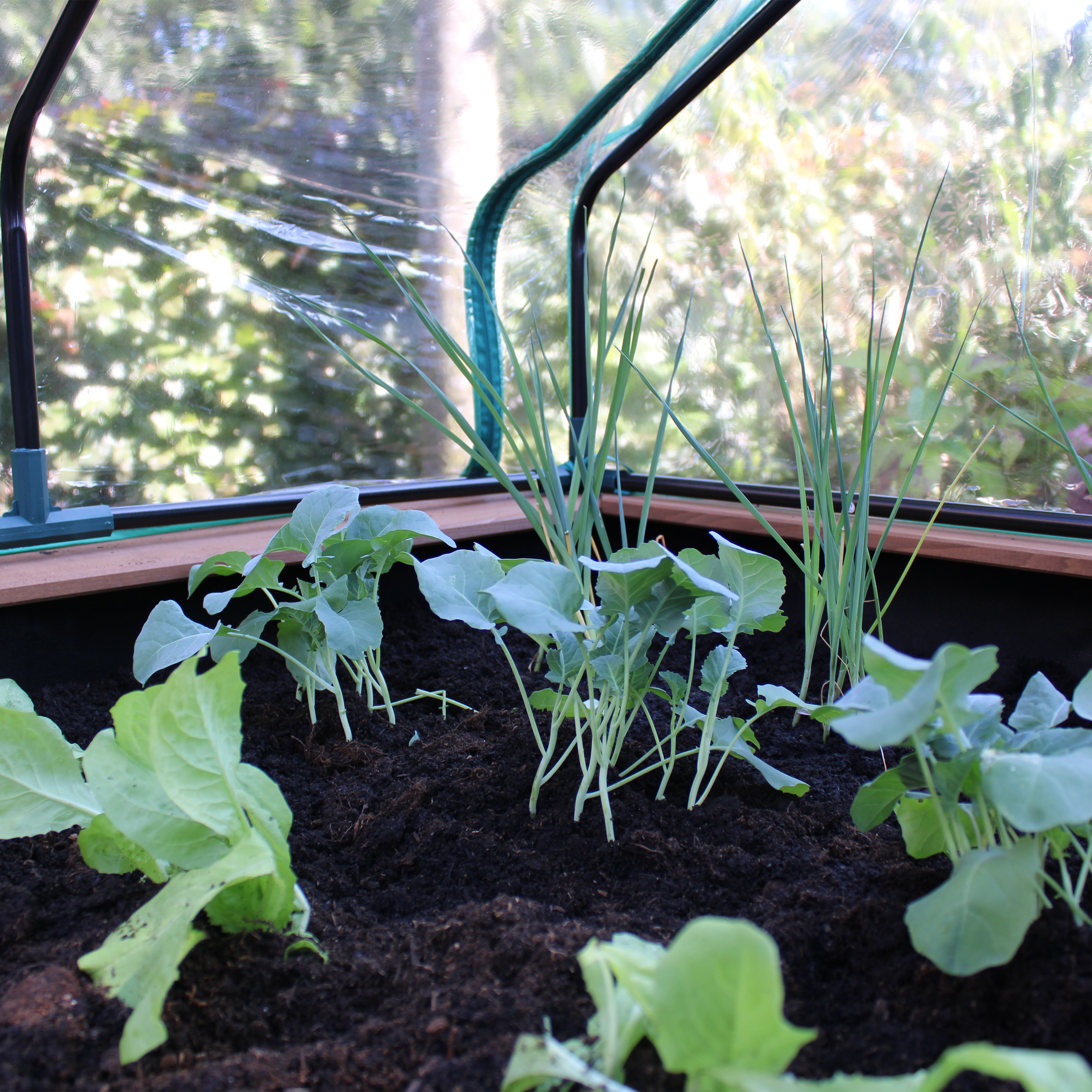 Linda Growing Table with Greenhouse Brown