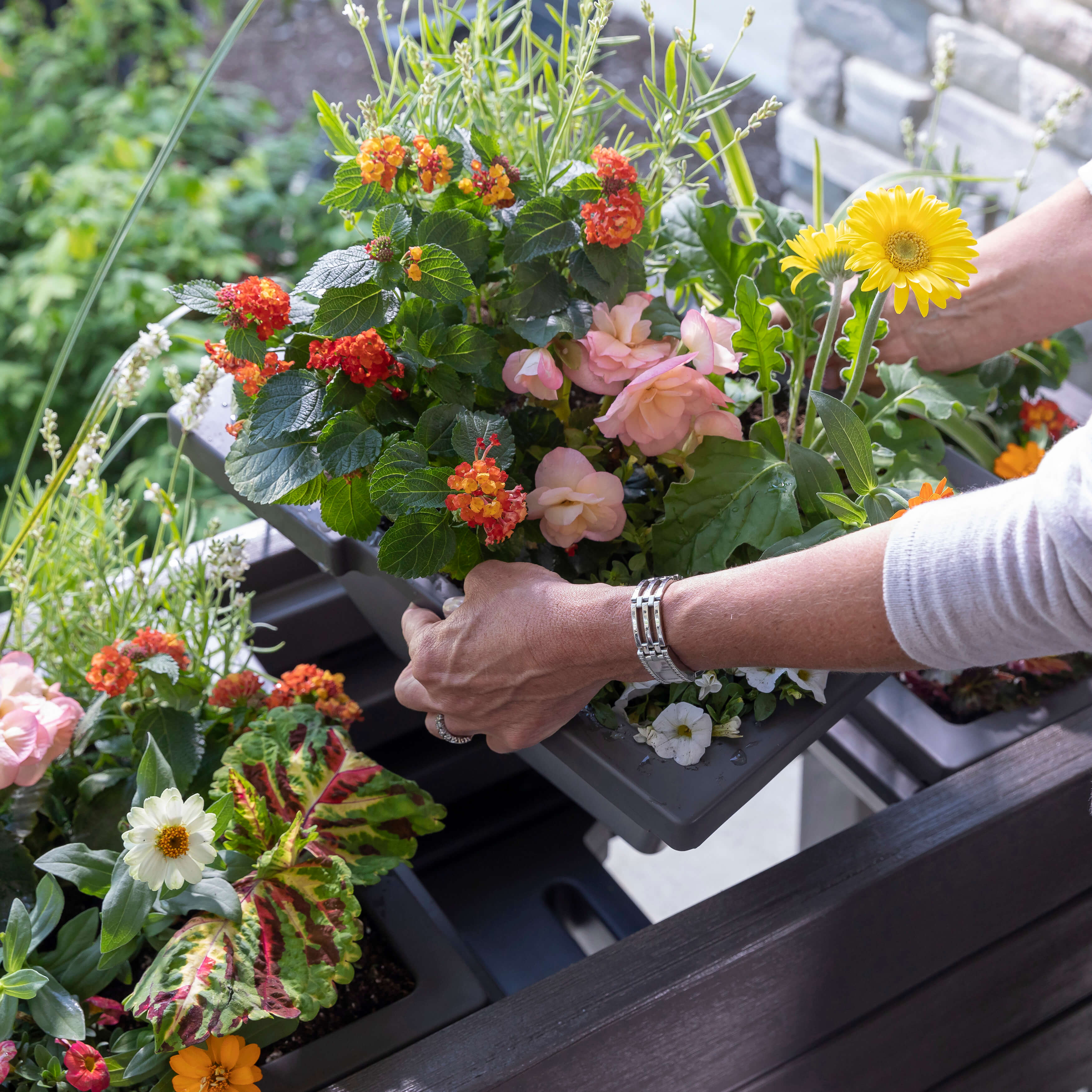 Lakewood Raised Planter Box - Dark Cedar