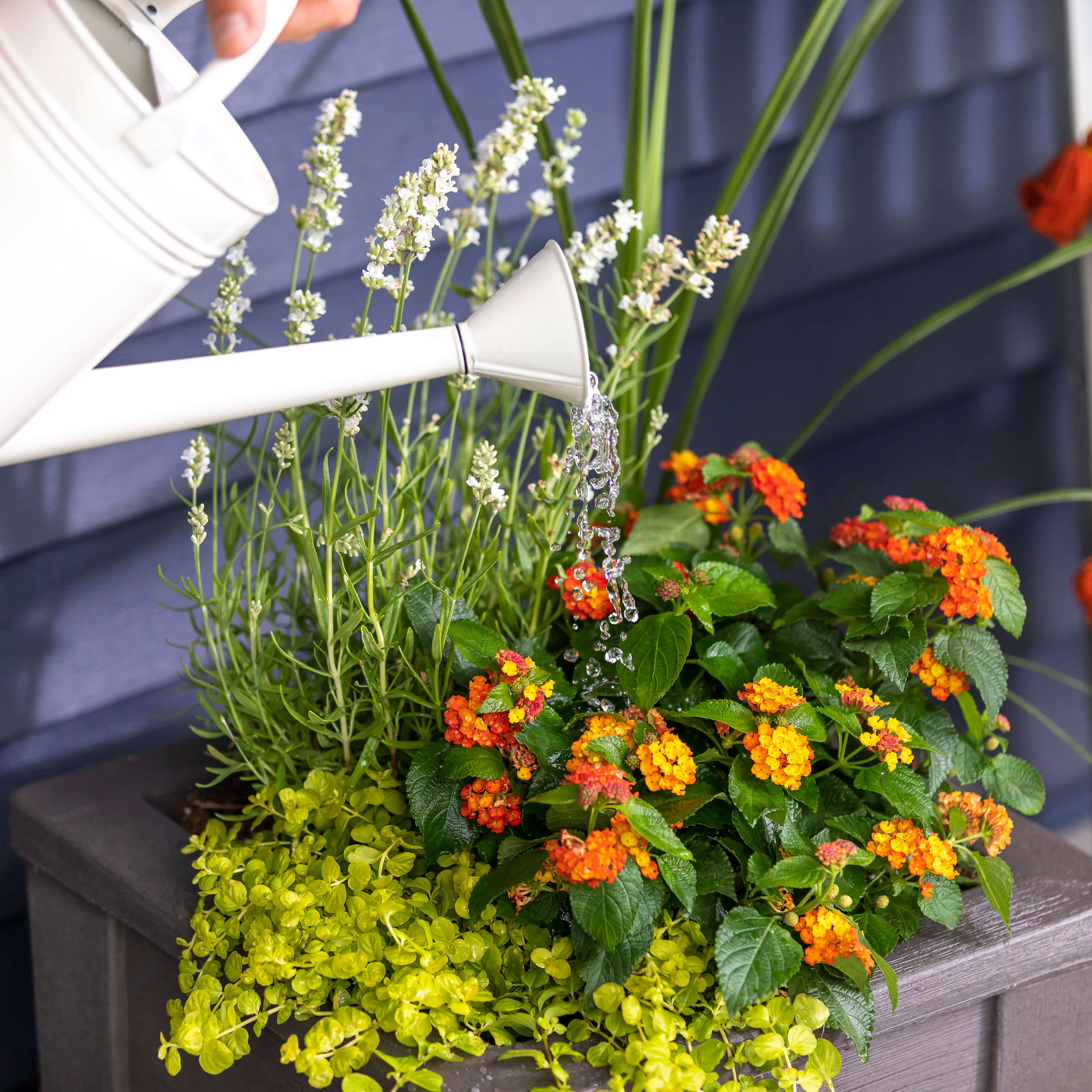 Lakewood Planter Box - Dark Cedar